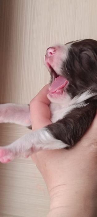 щенок бордер колли