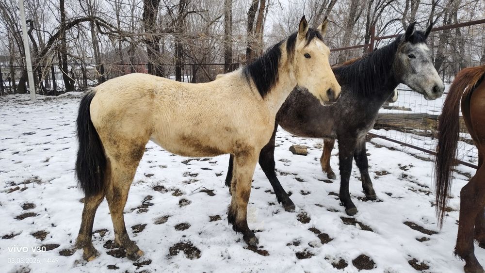 Продам молодые кобылки полутяги