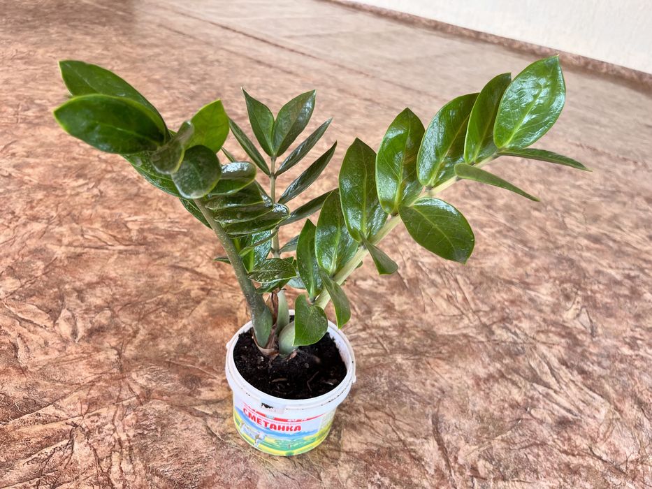 цветы комнатные