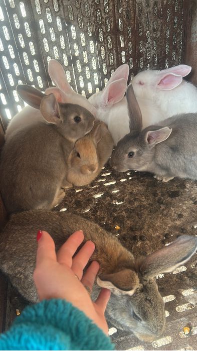 Iepuri foarte frumosi un cadou deosebit pentru Pasti