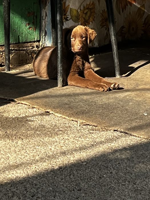 Отдам щенка в добые руки