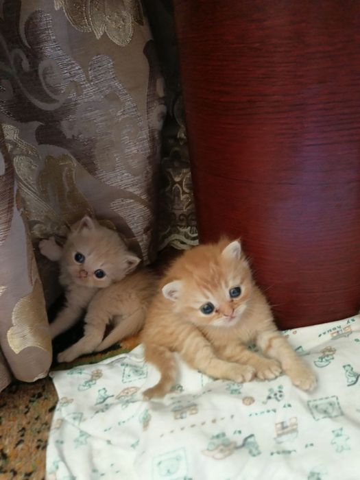 Продам котят породистых