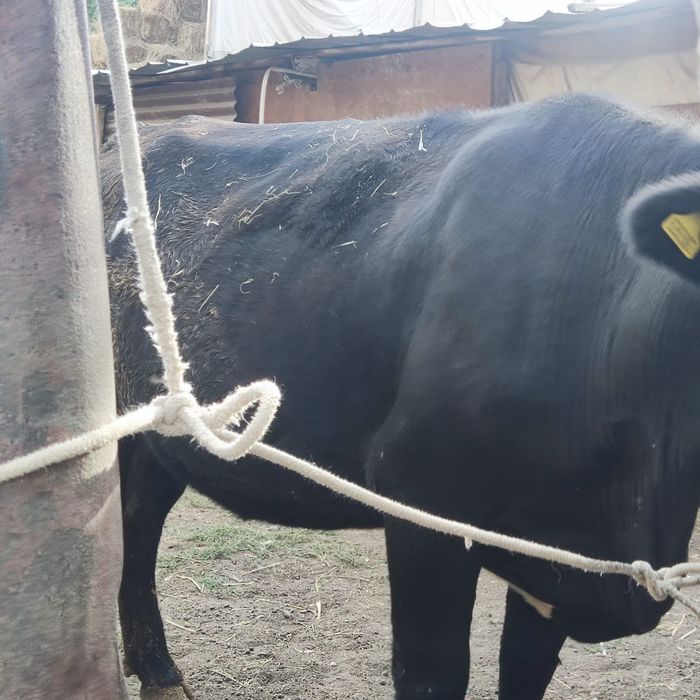 Корова продажа срочно