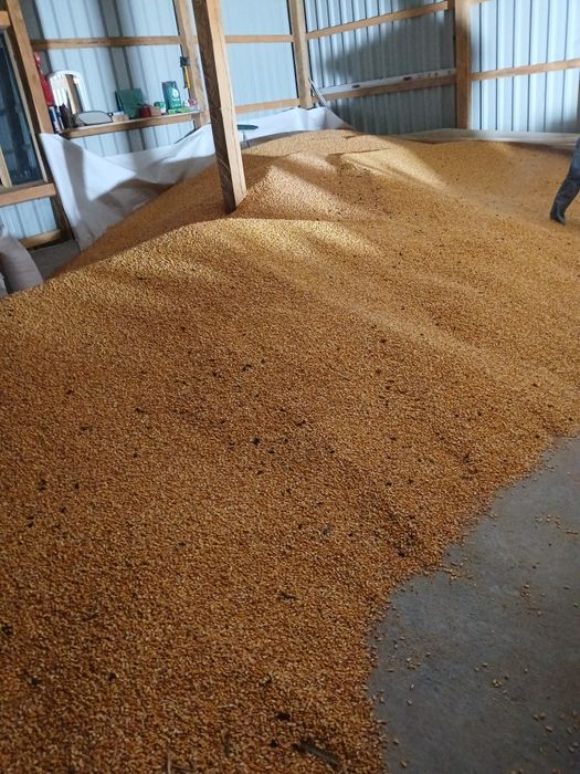 Vând porumb doar de la minim 5 tone an sus  transport gratuit