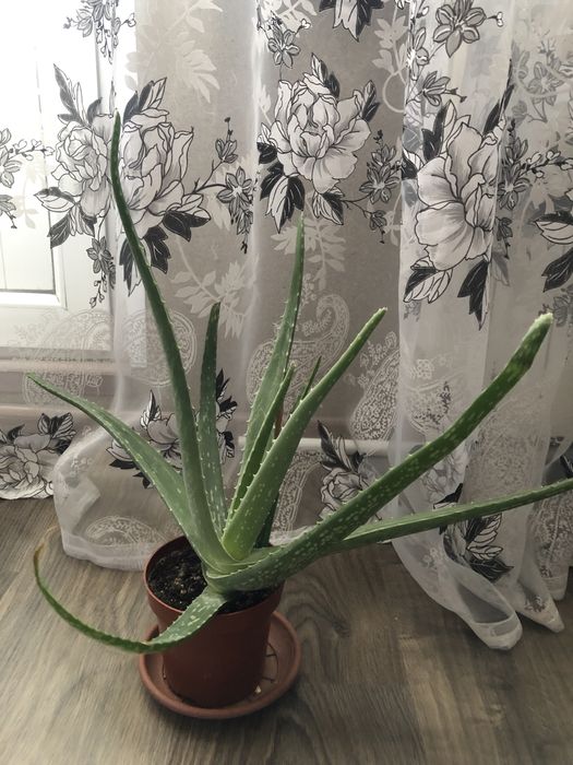 Алоэ разных сортов