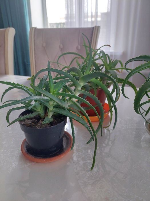 Алоэ  вера столетник