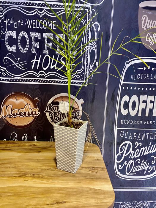 Пальма финик