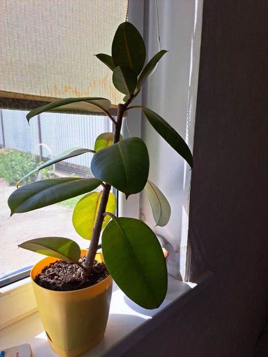 Цветы комнатные разные