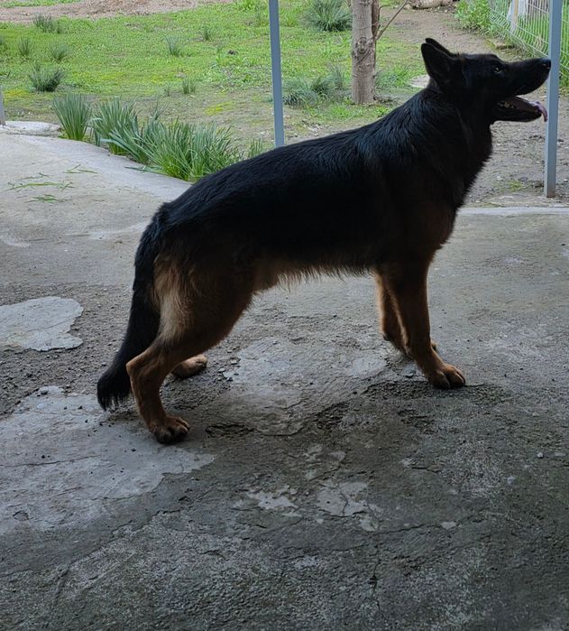 Кобель немецкой овчарки для вязки