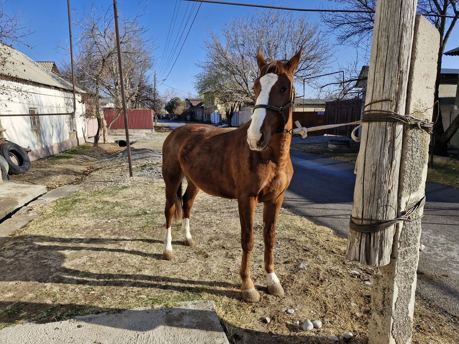 Құнан 2 жасар сатылады