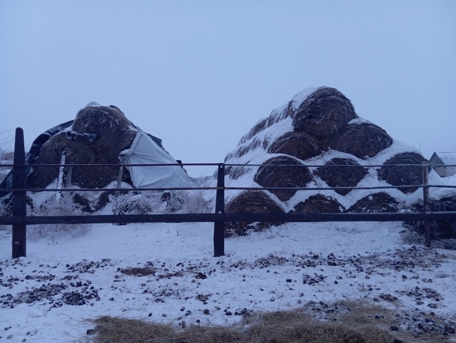 Продам сено прошлогоднее