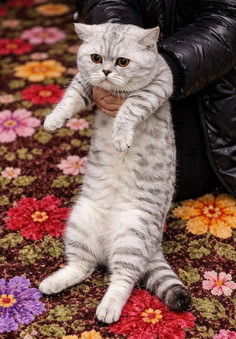 Sotilmaydi Vyazka/Вязка