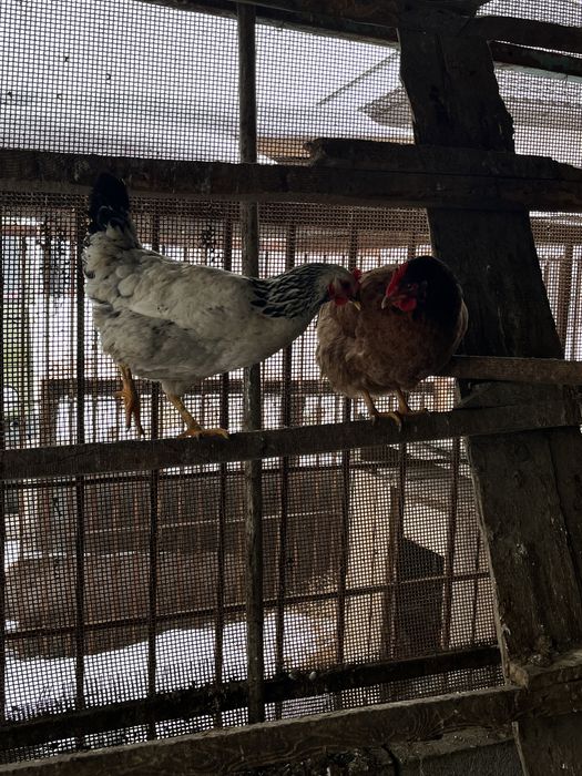 продам домашних кур