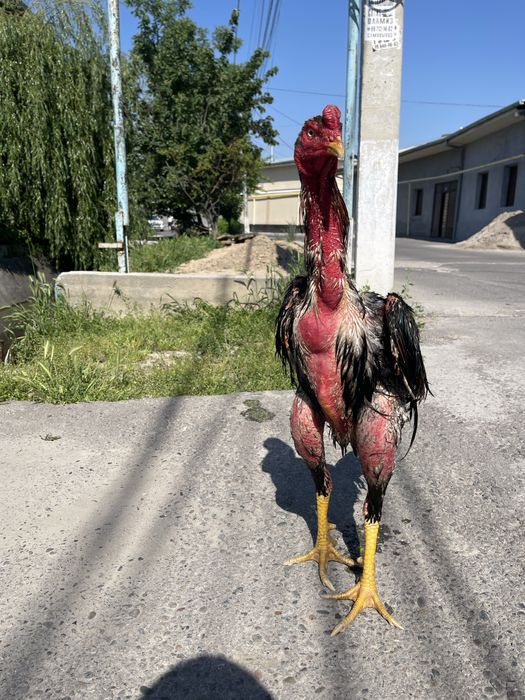 Xoroz sotiladi toshkenda