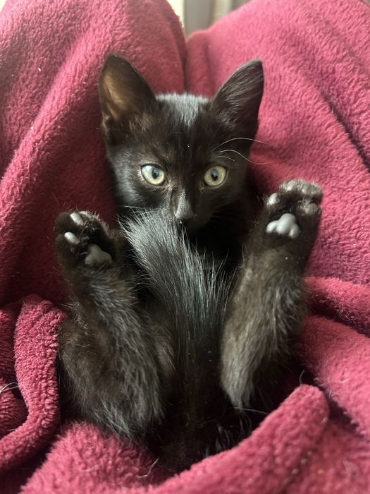 Отдам котят в добрые руки