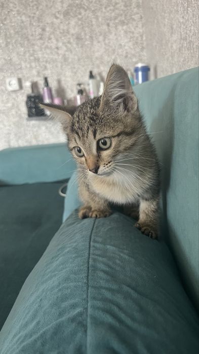 Отдам котенка девочку