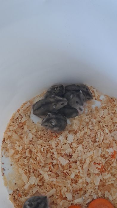 Хомячков количество 6 шт