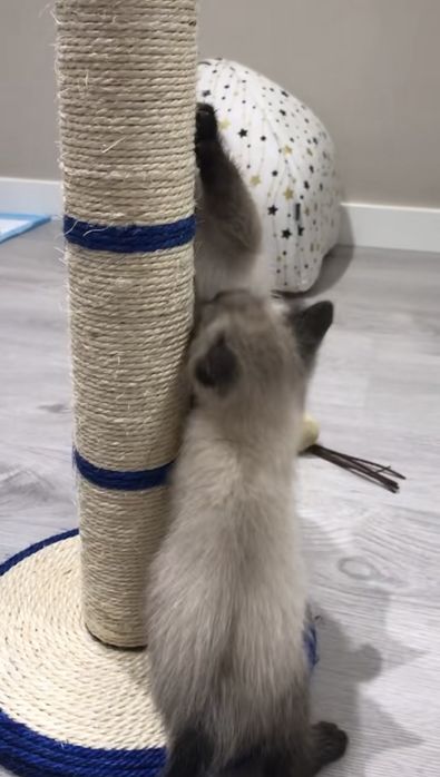 Малко сиамско коте