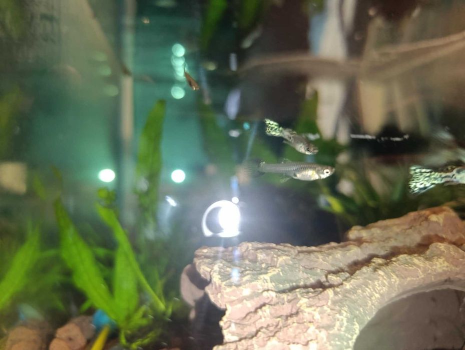 Vand perechi de guppy snakeskin