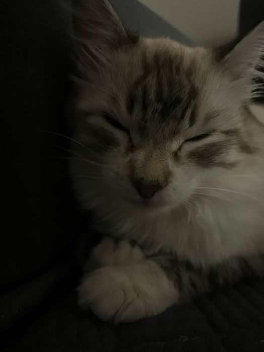 Продам кошку срочно