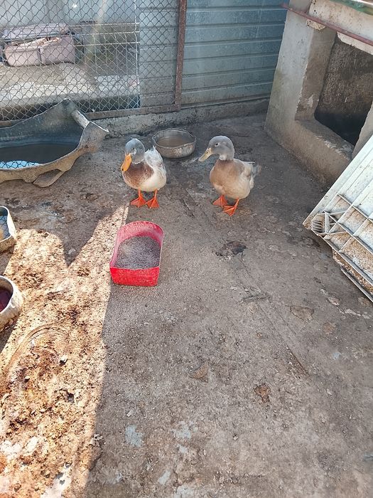 Vând 2 ratoi locația Galati