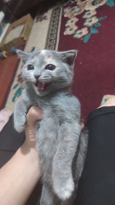 Котенок скотиш фолд