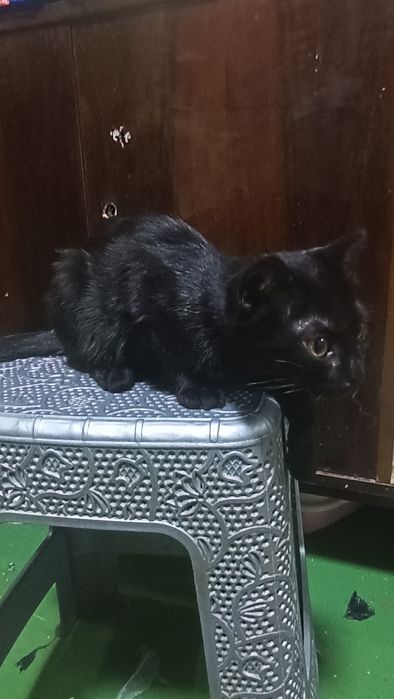 Пристраиваеться очень добрый и ласковый кот и собака тоже