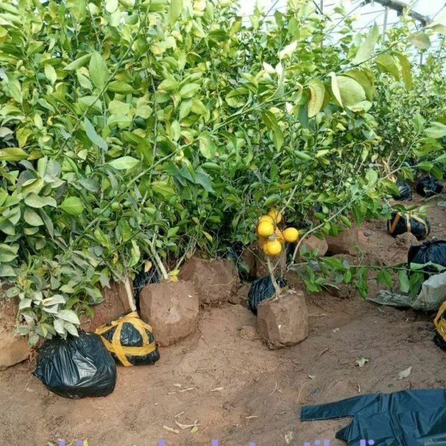 Limon Apilsin Mandarin