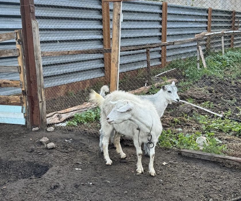 Продам козу с козленком