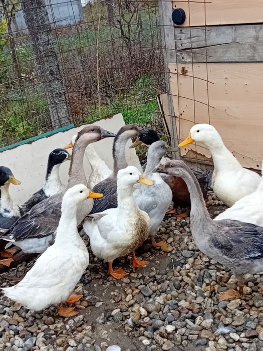 Rata peking . De vanzare