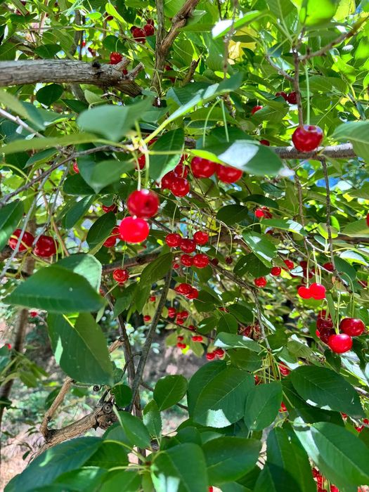 Teren Intravilan Slatina OLT - 2.150 m2 - toate utilitățile