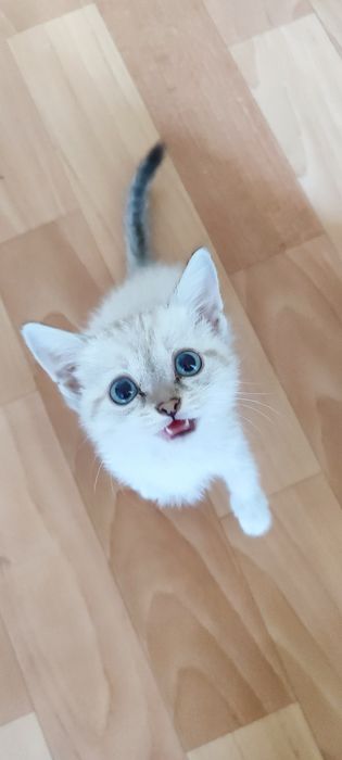 Отдам котят бесплатно!