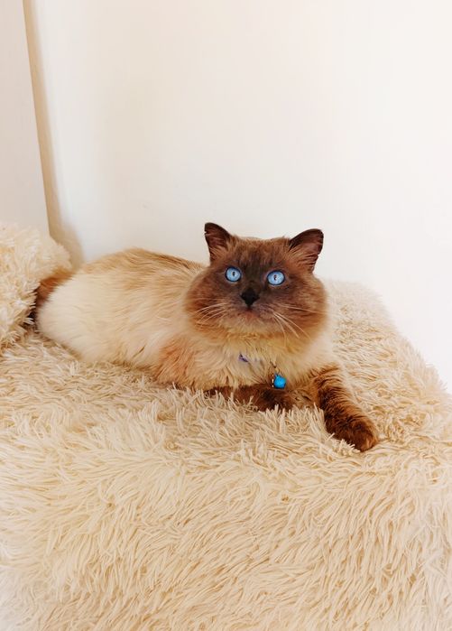 Кот котенок в добрые руки