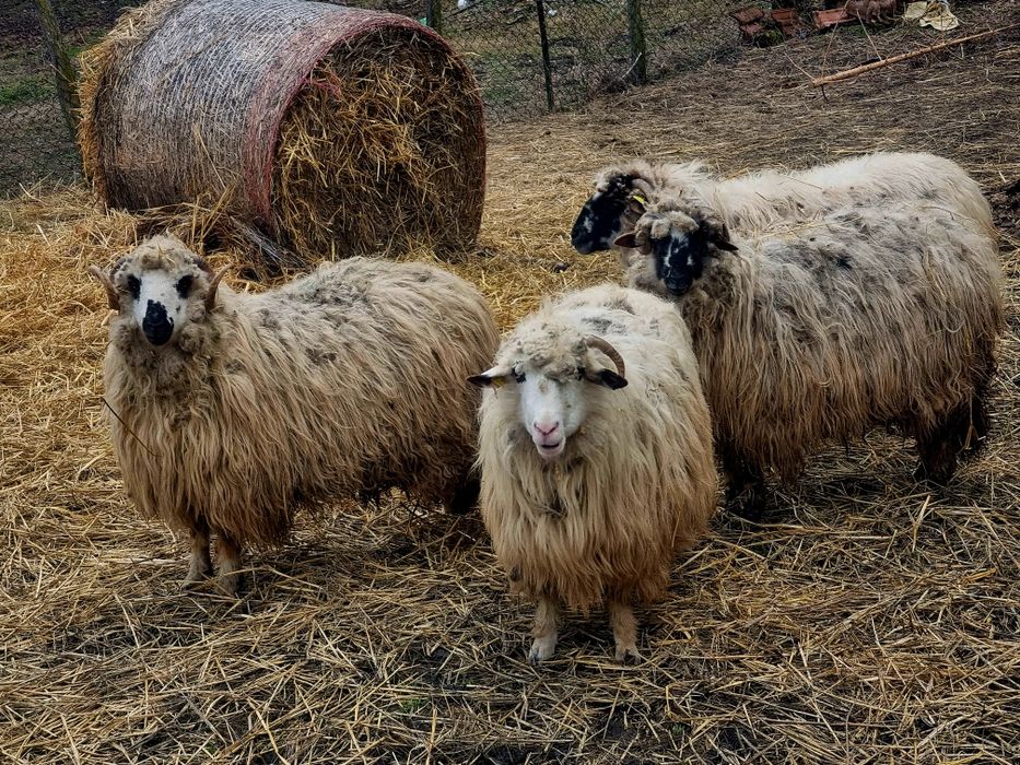 Vând oii și capre,