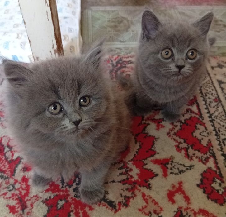 Продаются котята