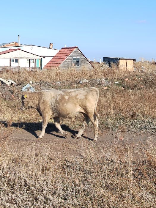 Продам Быка 1.8 года