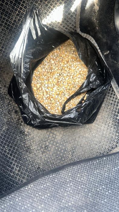 Семечки.Платный чат! Все корма.