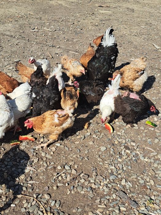 Găini si Cocoși de vânzare