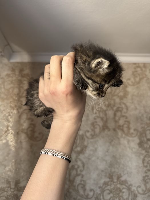 Котята бесплатно