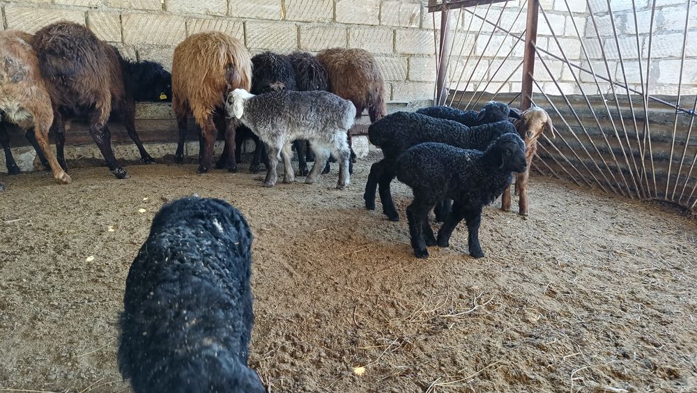 Қозылы қойлар сатылады.