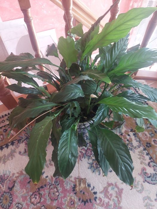 Crinul pacii cu flori albe