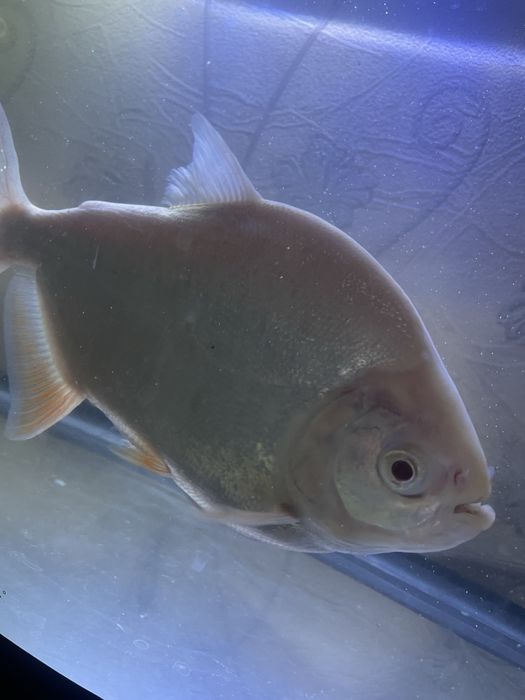 Продам Пиранья рыбку