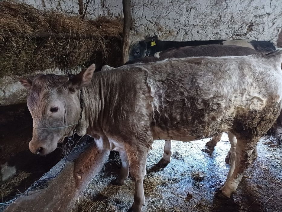 Vând trei viței frumoși