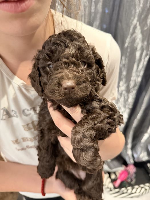 Шоколадови мини пудели