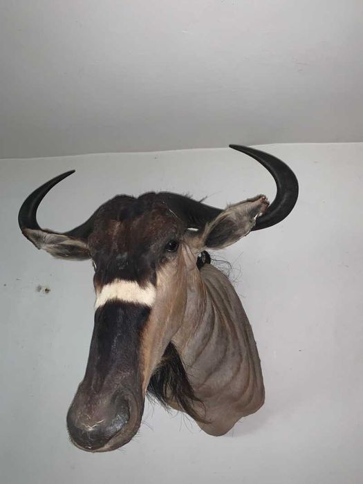 Bust Gnu/antilopă