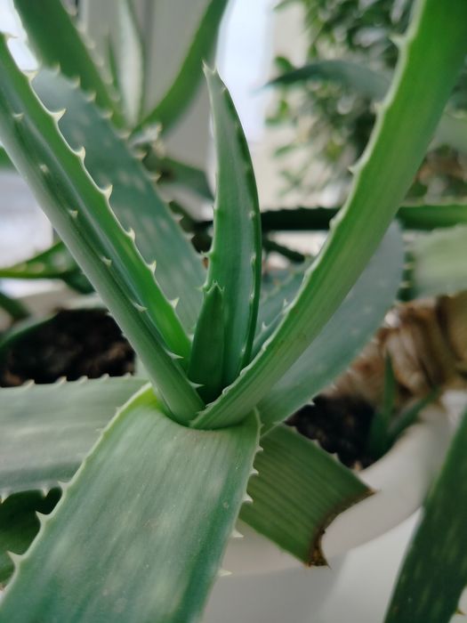 Алое вера отростки