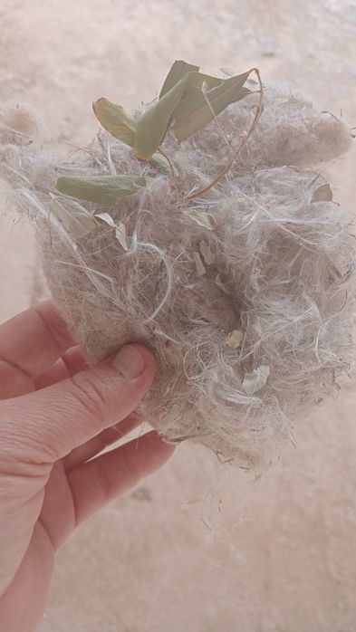 Гнездо ремеза настоящие