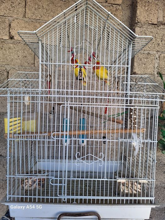 Неразлучки попугайчики тути куш