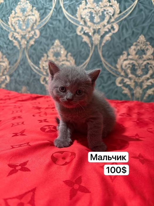 продаются котята, чистокровные
