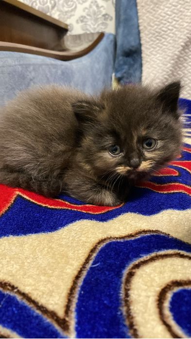 Бесплатно котята